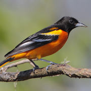 Male. Note: black head and orangish body. Male. Note: black head and orangish body.