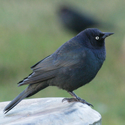 Male Male