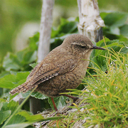 Bird of the week image