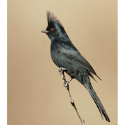 Male. Note: ragged crest and short bill. Male. Note: ragged crest and short bill.